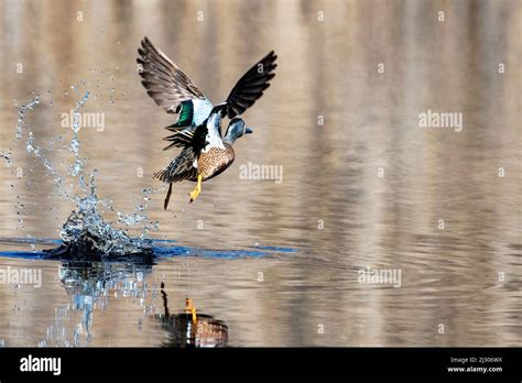 Drake Blue Winged Teal Flight Stock Photo Alamy