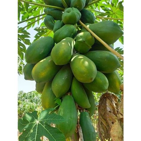 786 Red Lady F1 Full Sun Exposure Green Papaya Tree Plant For Fruits