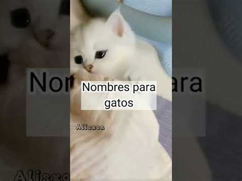 Nombre Para Gato C Mo Elegir El Mejor Apodo Para Tu Felino Gu Aspro