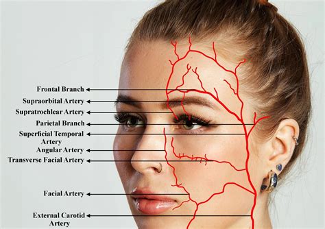 PRP Injections (Platelet-Rich Plasma) - Healthpoint Cosmetic