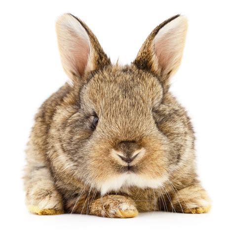 Premium Photo Isolated Image Of A Brown Bunny Rabbit