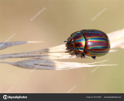 Rainbow Leaf Beetle Chrysolina Cerealis Stock Photo By