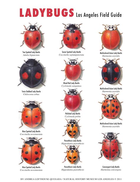 Poster Ladybugs Los Angeles Field Guide