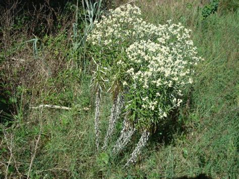 Everlasting Medicinal Herb Info