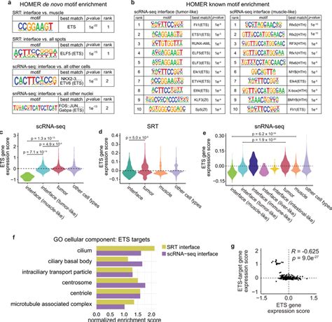 ETS Transcription Factors May Regulate Cilia Gene Expression At The