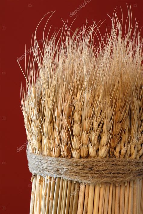 sheaf  wheat stock photo  eyemark