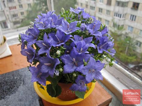 Кампанула карпатская (Campanula carpatica) — описание, выращивание ...