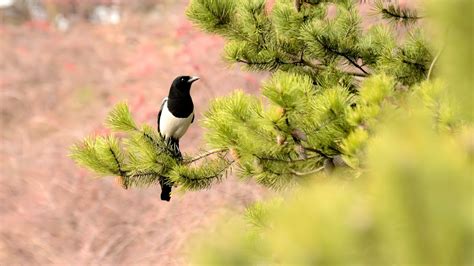 What is a Conifer?