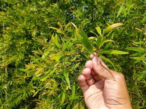 Cara Menanam Kayu Putih Dan Tips Perawatannya Yang Tepat