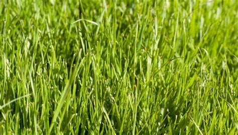 Rye Grass Seeds Wholesale Price And Mandi Rate For Rye Grass Seeds