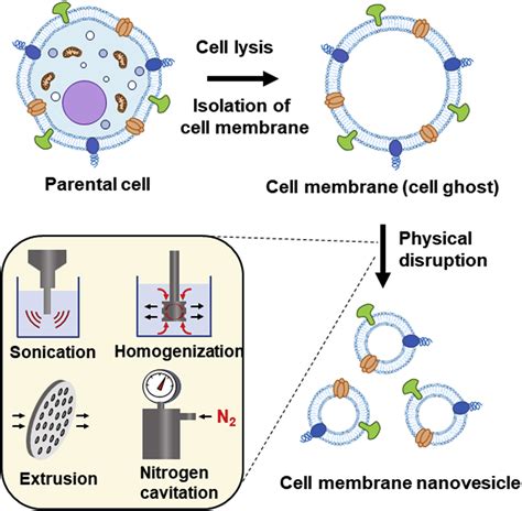 Potential Applications Of Nanoparticles And Cell Derived Nanovesicles