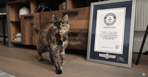 Flossie The World S Oldest Living Cat Is Turning 27 L Fe The