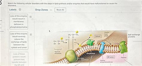 Match the following cellular disorders with the steps | Chegg.com