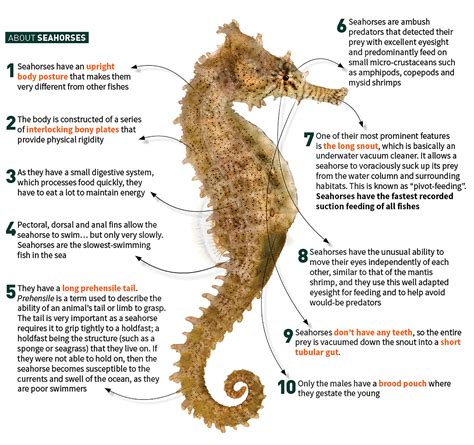 Unravelling The Seahorse - Marine Biology Exploration