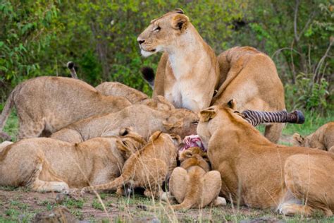 Lion Eating Zebra Stock Photos Pictures And Royalty Free Images Istock