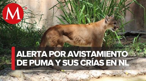 Reportan Avistamiento De Un Puma Y Sus Cr As En Cadereyta Youtube