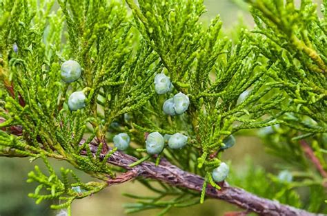 12 Different Types of Juniper Shrubs and Trees - Homeporio