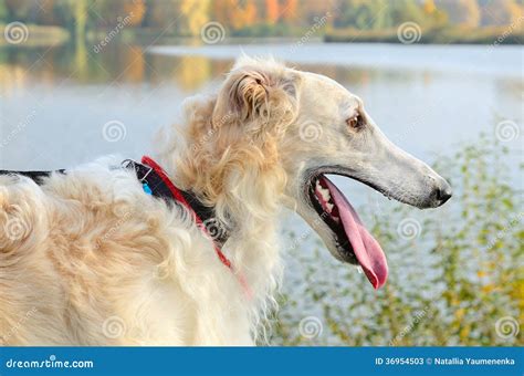 Portrate of white borzoi stock image. Image of pets, standing - 36954503