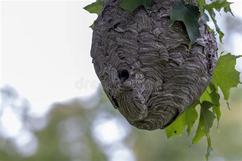 Bald Faced Hornets Nest Stock Image Image Of Hanging 34541789