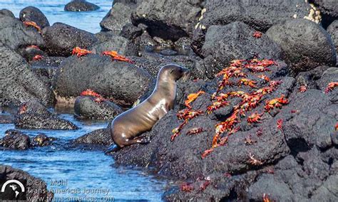 Fernandina Island Galapagos Travel Ecuador Trans Americas Journey