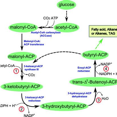 Acetyl Coa Carboxylase Reaction