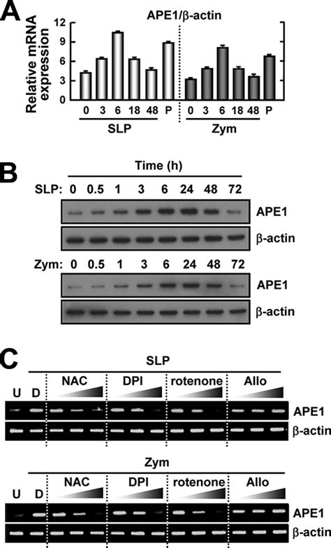 Ape1 Expression In Keratinocytes Is Up Regulated In An Ros Dependent