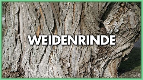 Weidenrinde gegen Fieber Schmerzen und Entzündungen Welt Der Gesundheit