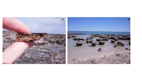 Images of (A) microbial mats and (B) stromatolites in Shark Bay,... | Download Scientific Diagram