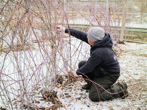 Pruning My Black Raspberry Bushes - The Martha Stewart Blog