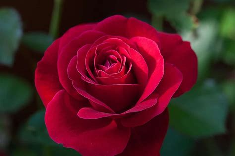 Rosas Rojas Las M S Bellas