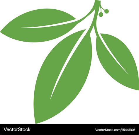 Bay Leaf Royalty Free Vector Image Vectorstock