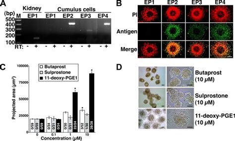 Ep2 And Ep4 Receptors Are Important For Cumulus Expansion A And B Pge