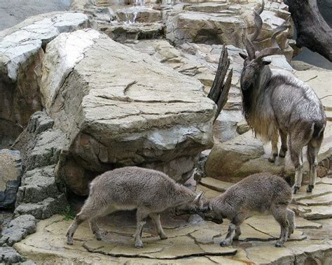 40 Fascinating Facts About The Markhor National Animal Of Pakistan