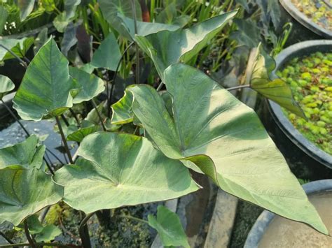 Colocasia Esculenta Tea Cup Plantes Aquatiques