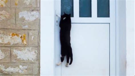 Clever Cats Opening Doors