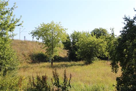 Meadow Free Stock Photo - Public Domain Pictures