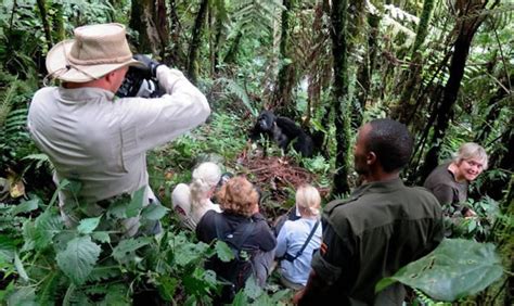 3 Days Gorilla Habituation From Kigali Uganda Gorilla Habituation