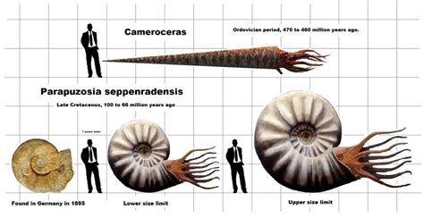 John R Hutchinson Johnrhutchinson Twitter Extinct Animals