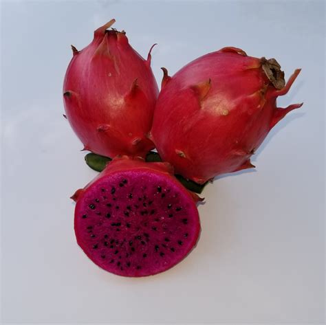 Buy Fresh Dragon Fruit And Cactus Plants In Kerala Enhance Your Green Oasis