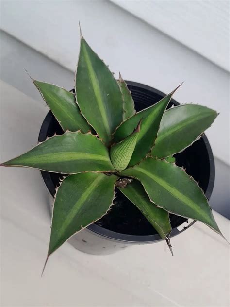 Agave Splendida Aandj Garden Nursery