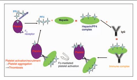 Heparin Induced Thrombocytopenia Pathogenesis And Clinical Findings Hot Sex Picture