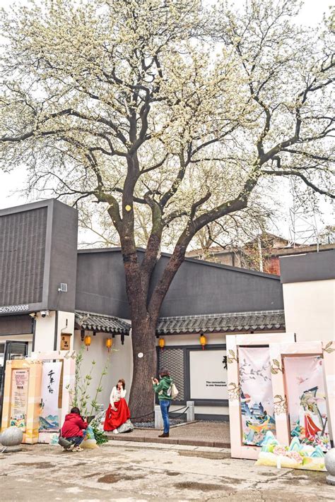 百岁杜梨藏闹市 一树繁花成奇景 楚天都市报数字报