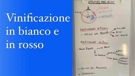 VINIFICAZIONE In BIANCO E In ROSSO YouTube