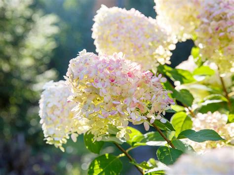 Hydrangea Paniculata Tree