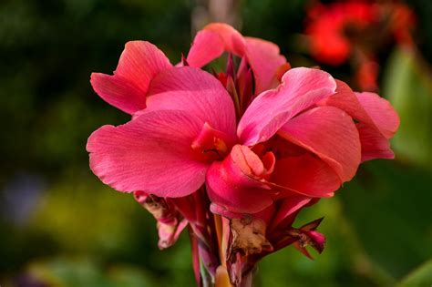 Qué es la achira tuberculo Jardineria Arce