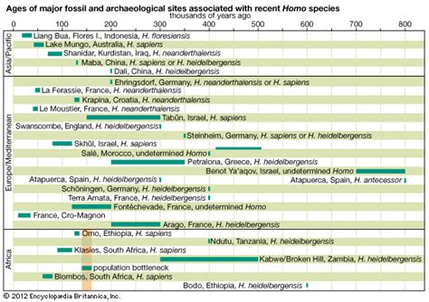 Homo Sapiens Meaning Characteristics Evolution Britannica