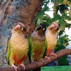 Adorable Green Cheek Conures Yoshi Bailey And Oswin By Annie Gavin