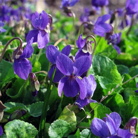 sweet violet viola odorata seeds