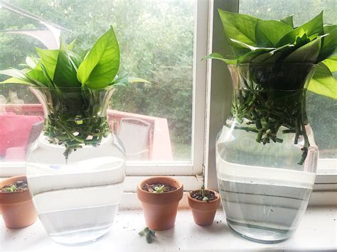 Pothos Plant Propagation – building briggs