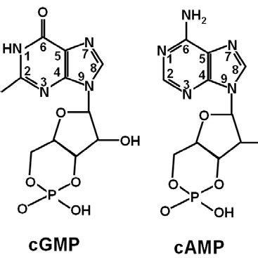 Molecular Structures Of 3 5 Guanosine Cyclic Monophosphate CGMP And